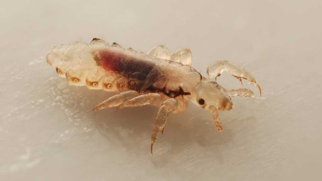 lice life cycle stages